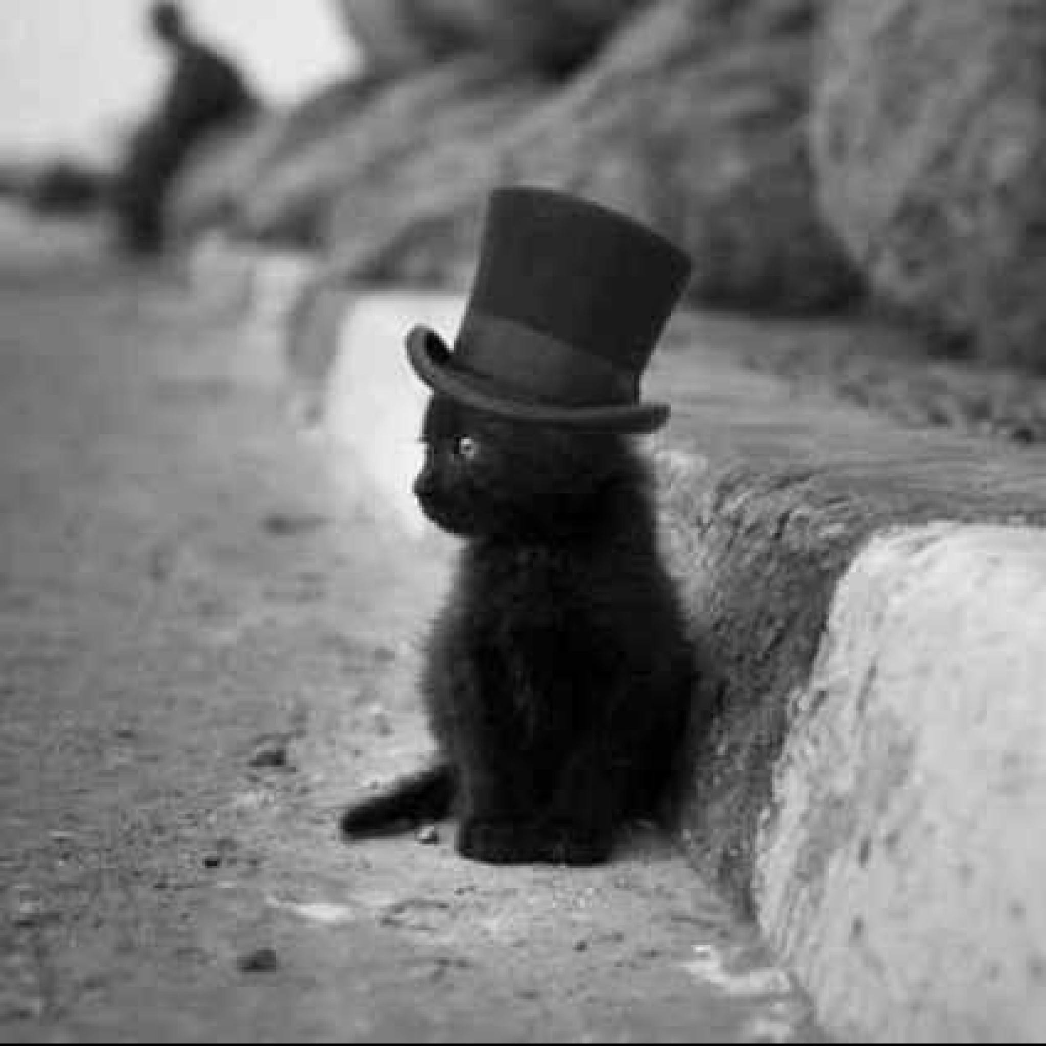 Кот джентльмен. Черный кот в шляпе. Черный котик в шляпе. Черная кошка в шляпе. Кот под шляпой.