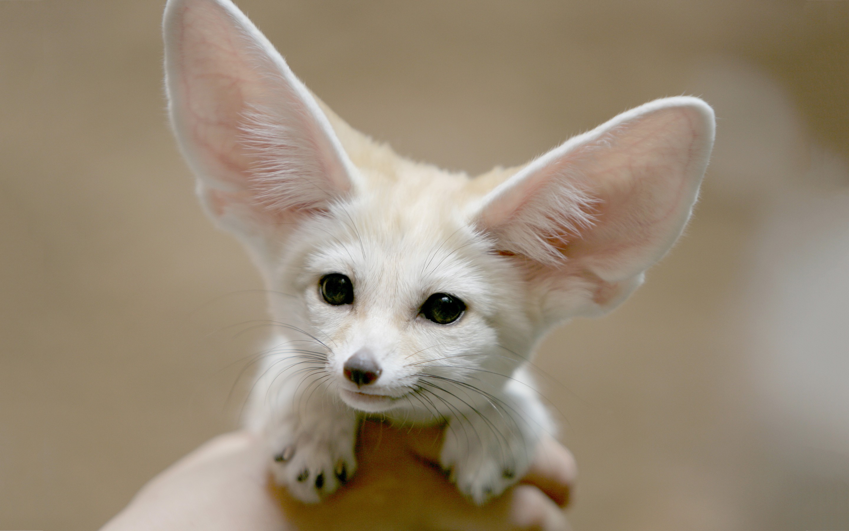 Fennec's Profile | Hackaday.io