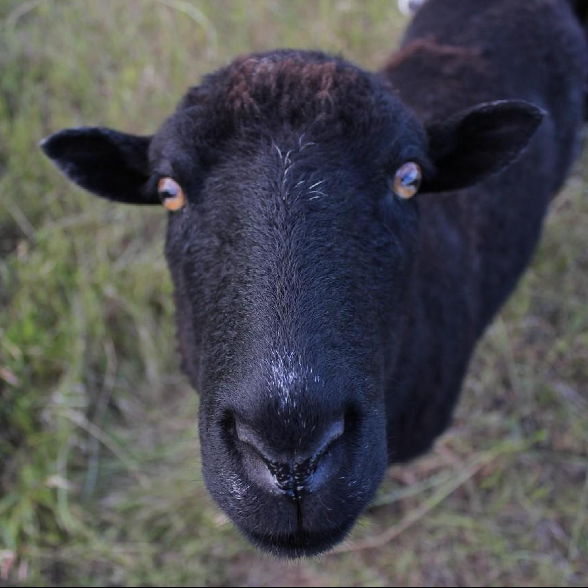 HackadayIO profile picture for @Rural