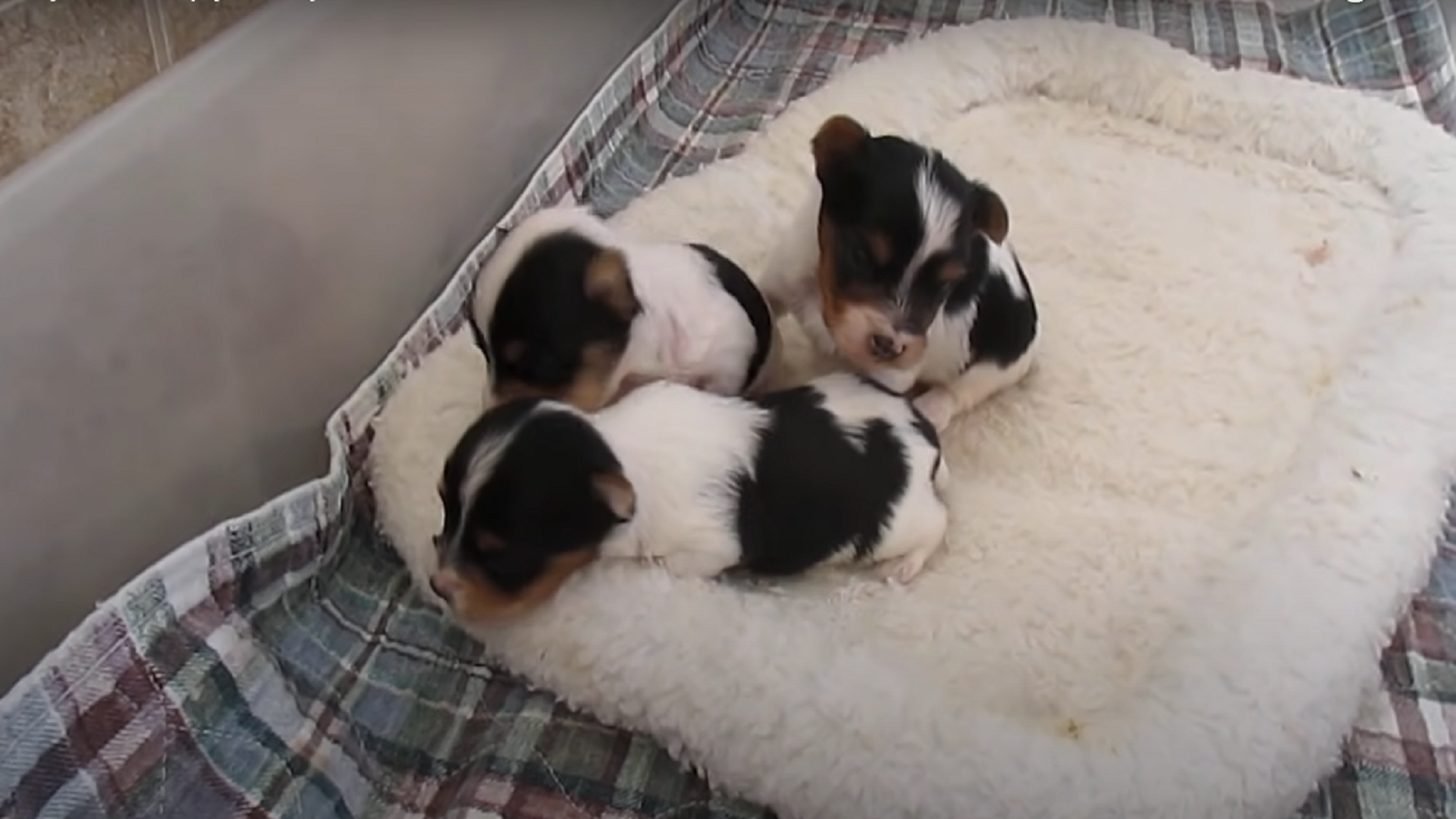 Black Yorkies Everything You Need to Know About This Rare Color Variety shamshadali678678