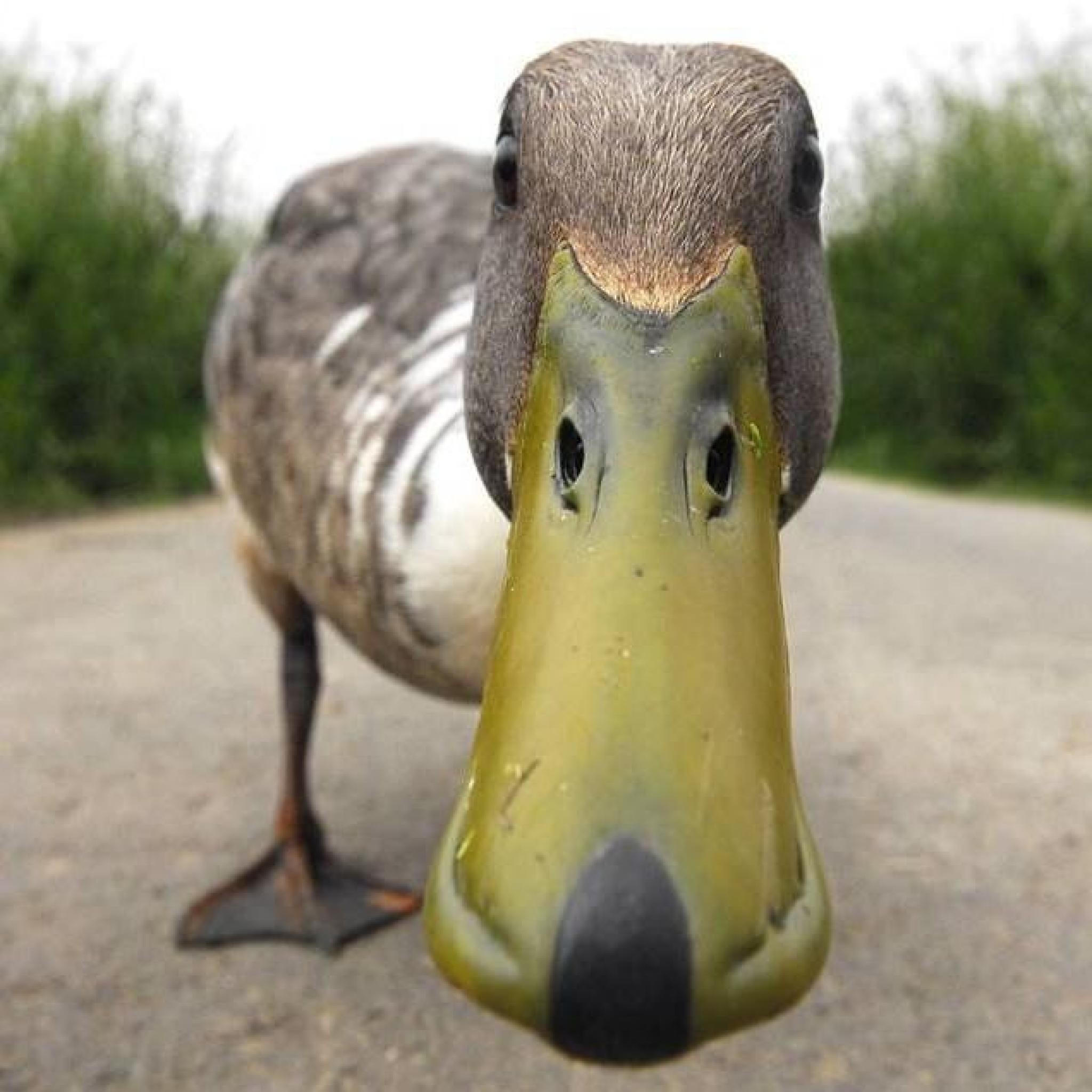 HackadayIO profile picture for @quacks