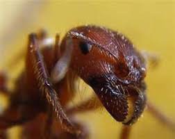 HackadayIO profile picture for @ants