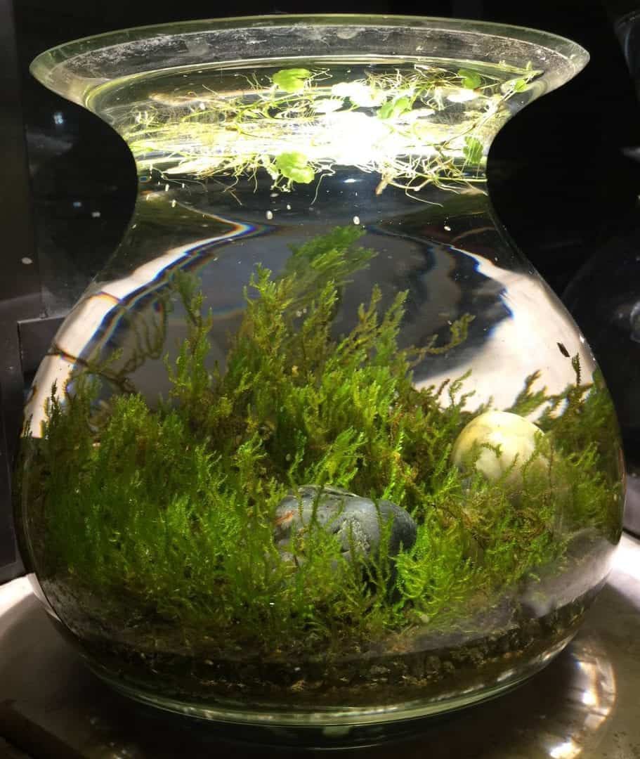 seaweed terrarium battery mug warmer | Details | Hackaday.io