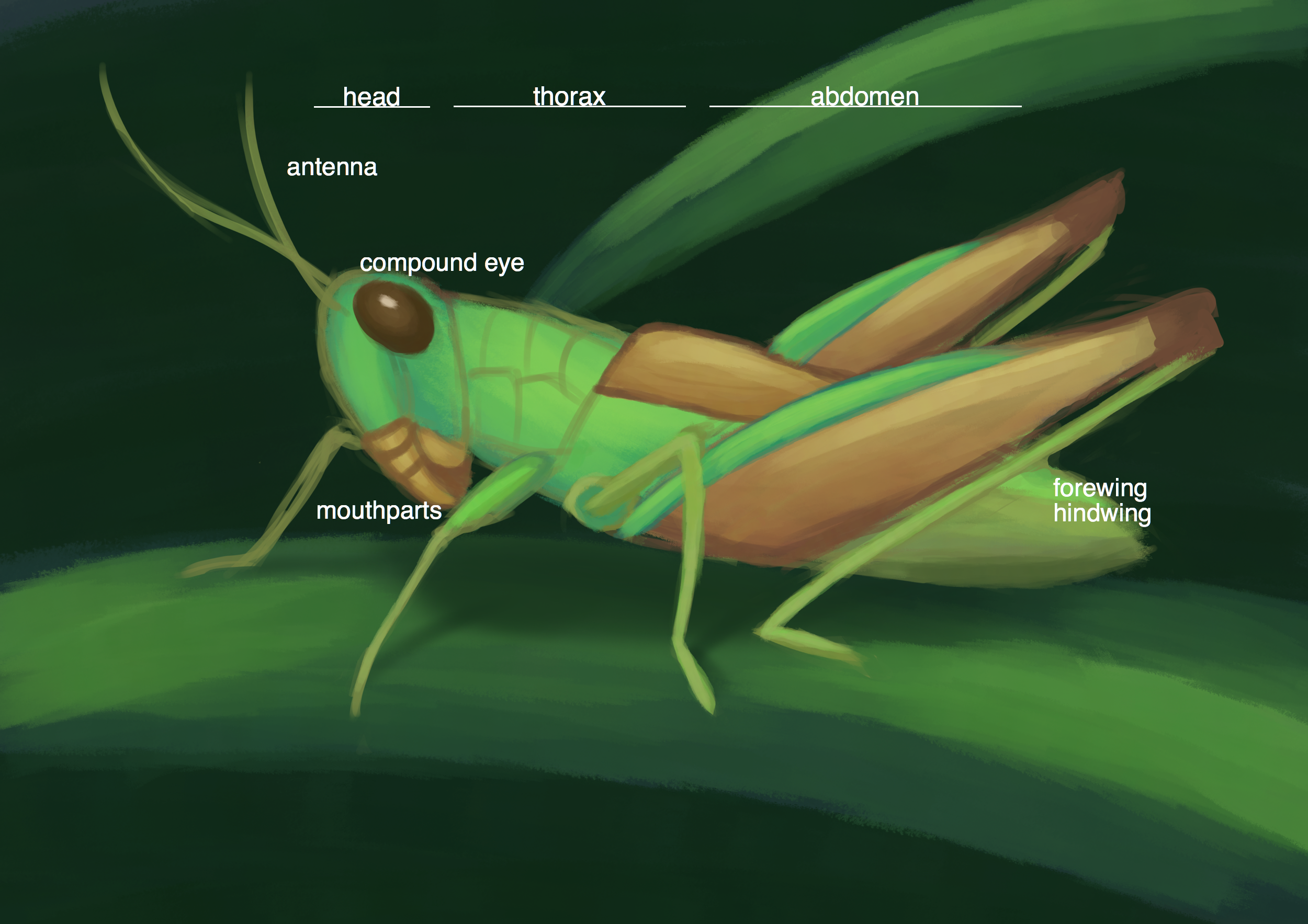 External Anatomy Of Grasshopper Anatomy Book