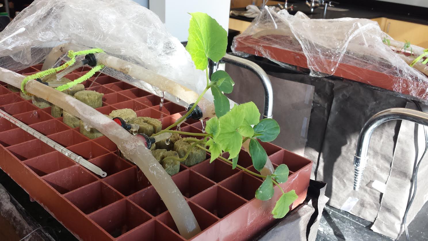 Cucumbers growing in one of our test hydroponic systems. Notice the cucumbers reaching for the light!