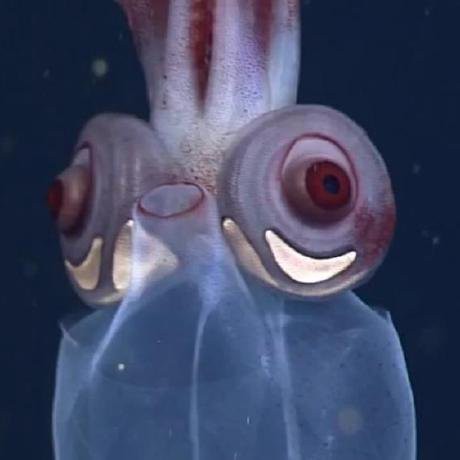 Squid_Glass's Profile | Hackaday.io