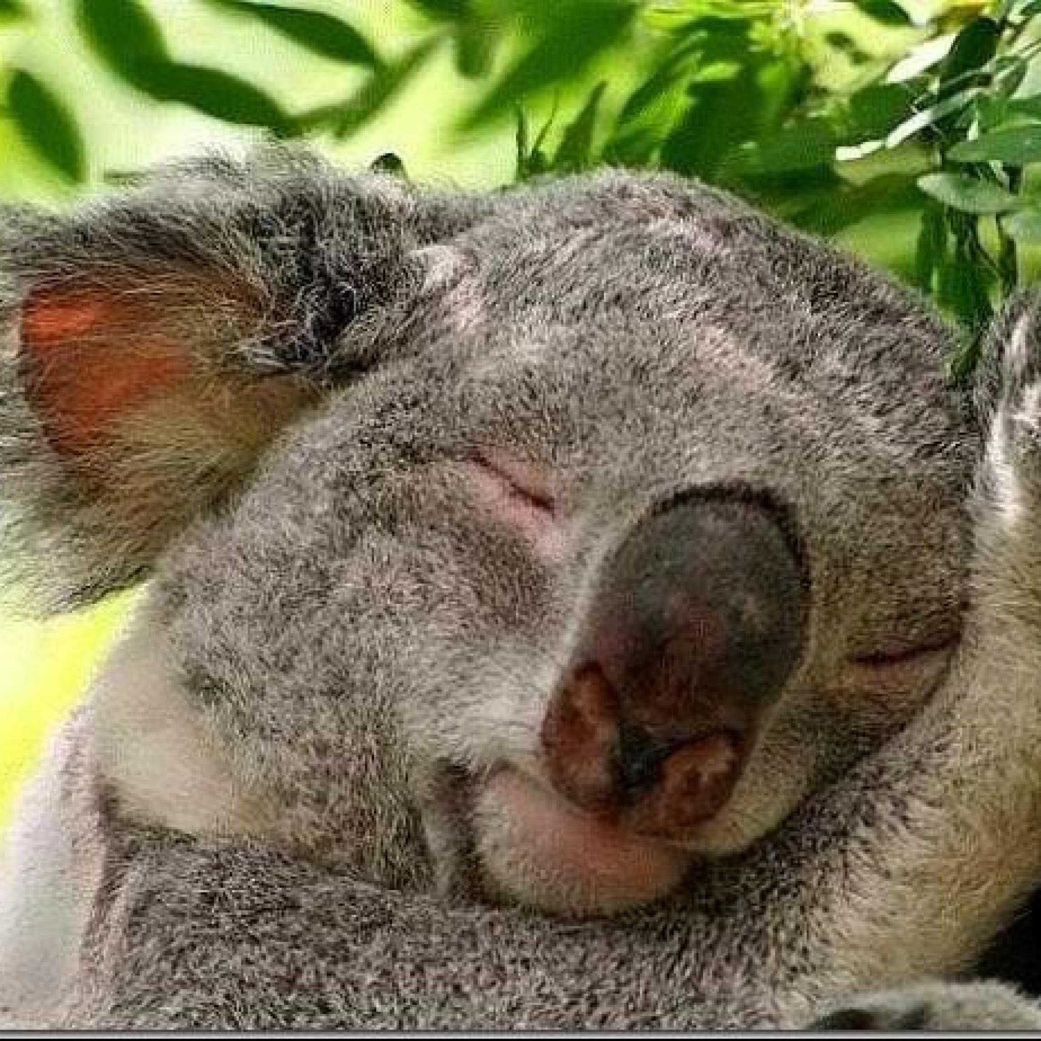 HackadayIO profile picture for @koala