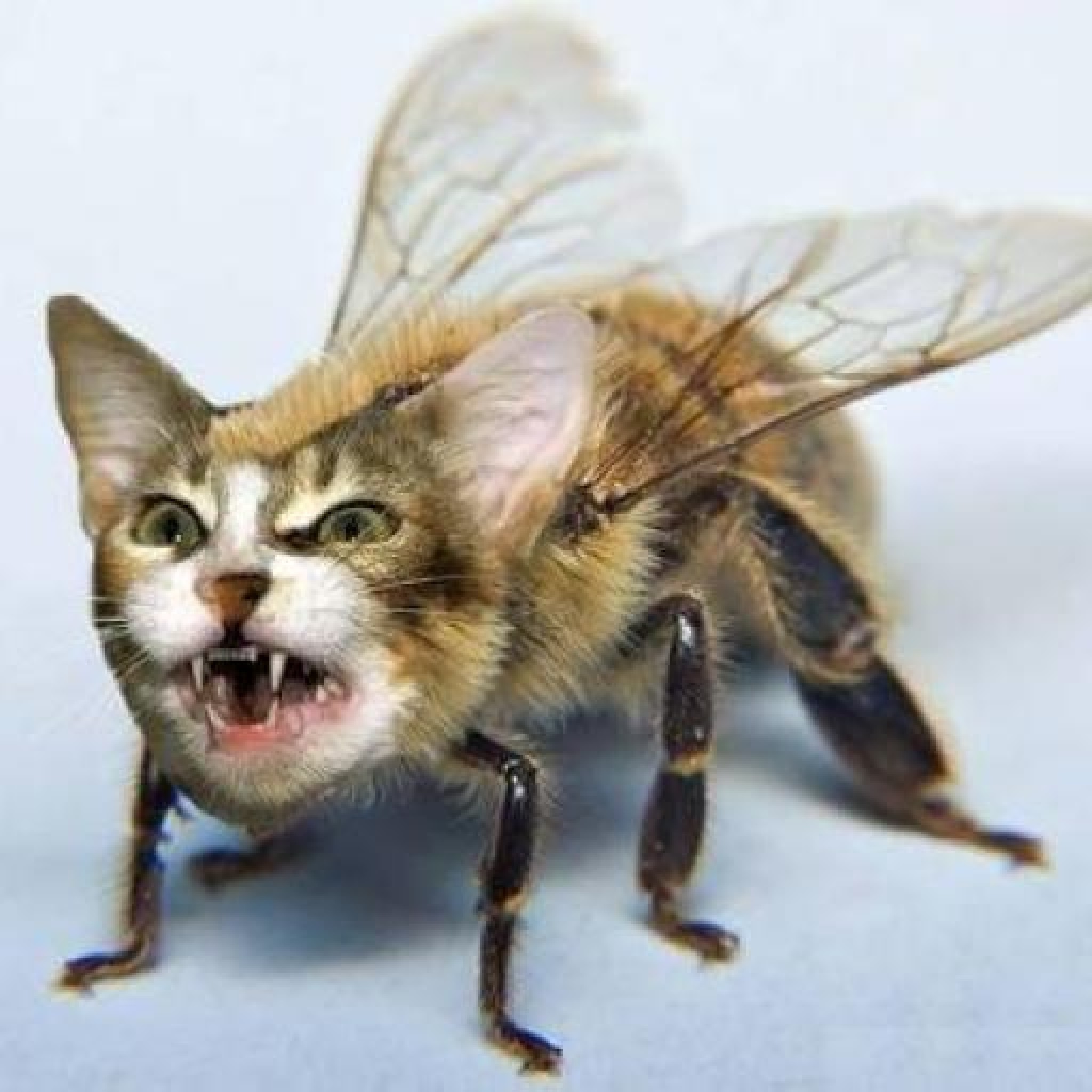 Гибрид мухи. Кошка пчела. Злая Муха. Бешеная Муха. Кошка Муха.