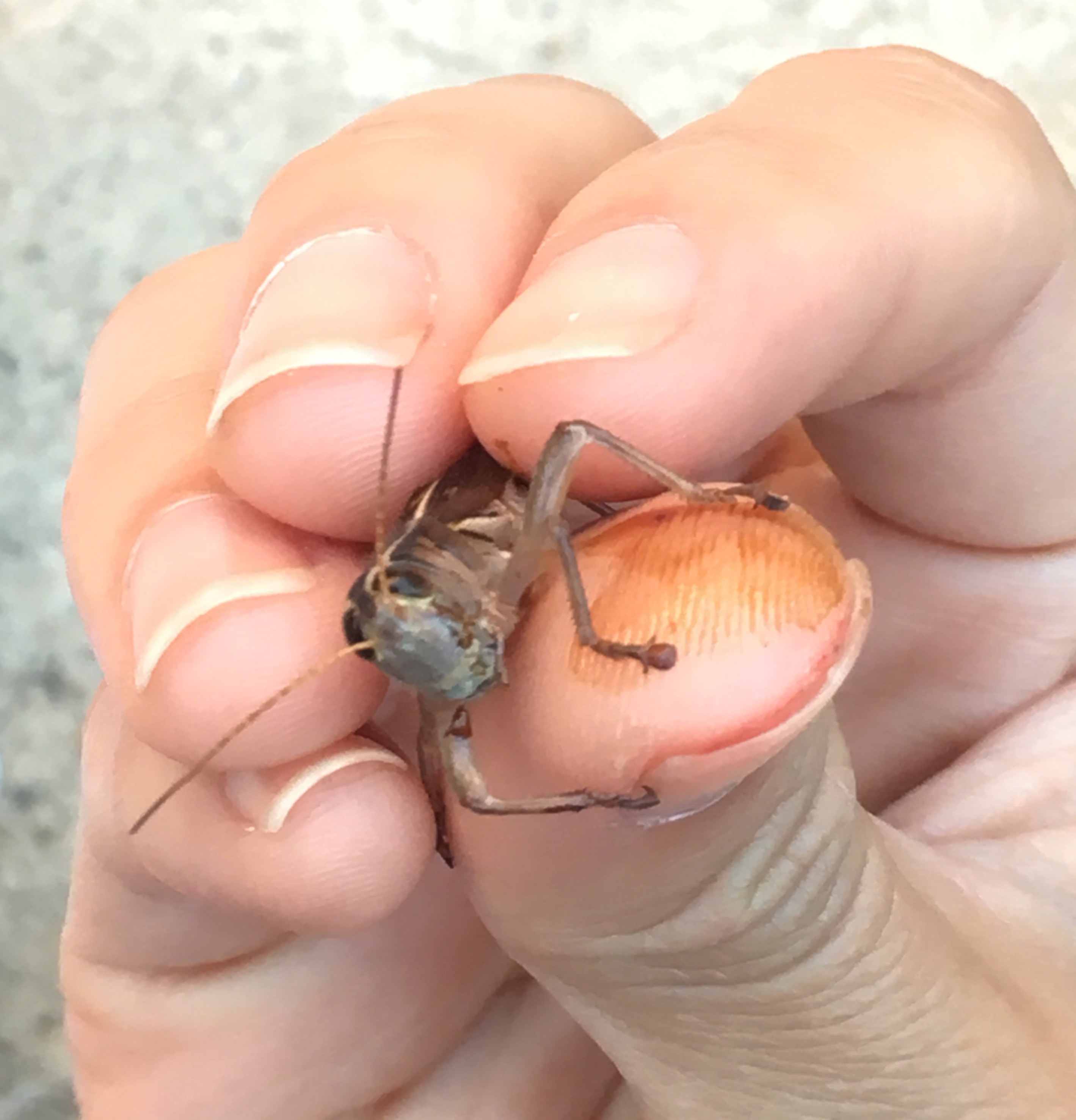 [Summer’16 Internship] Neuroscience of Grasshopper Jumps: Catching grasshoppers!