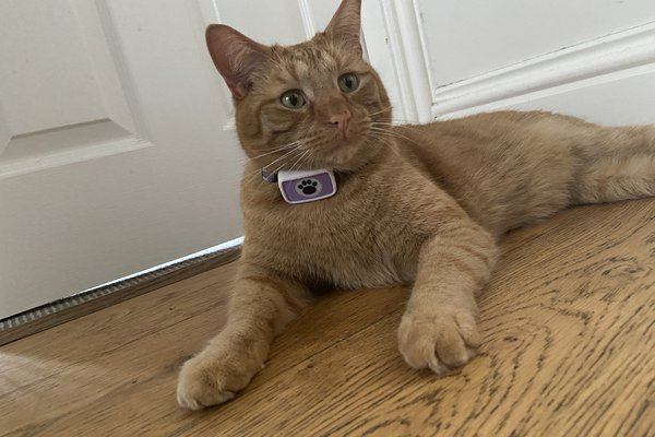 Meowtion: on-device AI cat health collar