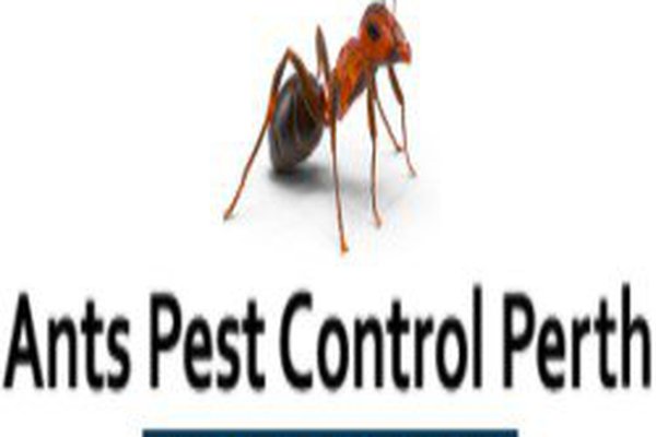 Ants Pest Control Perth