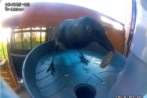 Vending Machine for Birds