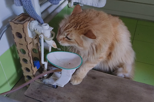 drinkyPET - fresh water for fluffy ginger cats