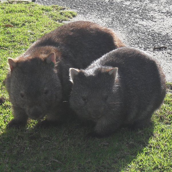 bored-wombat