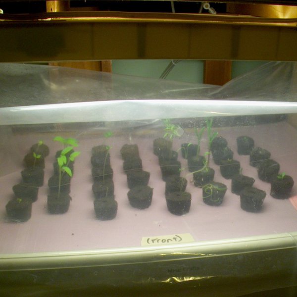 DIY DWC Hydroponics from Salvage | Hackaday.io