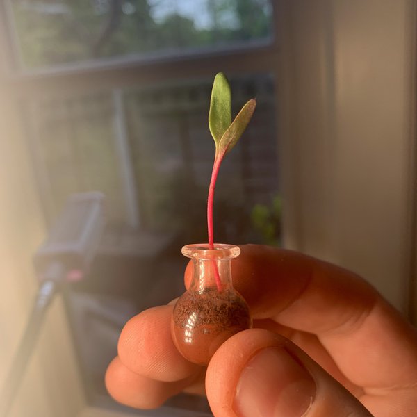 Growing Plants In Martian Soil Hackaday.io