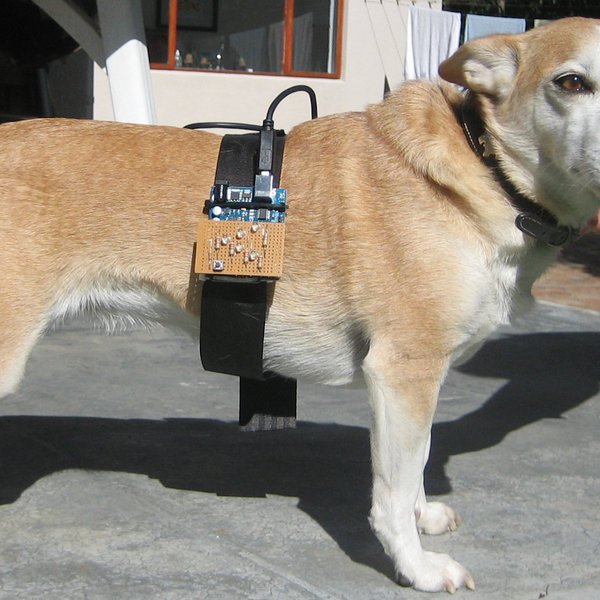big dog speedometer