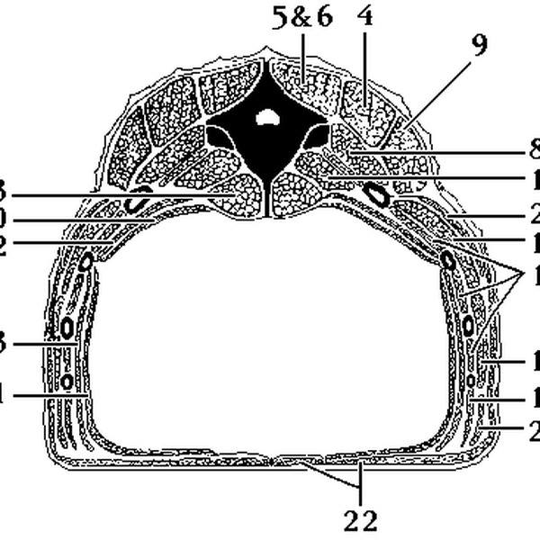 Snake Bot Hackaday Io