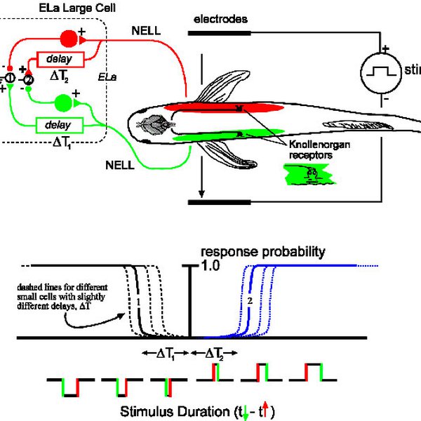 Neural simulation of electric-fish communication | Hackaday.io