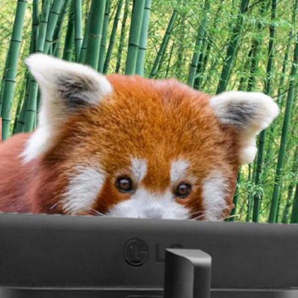 nick