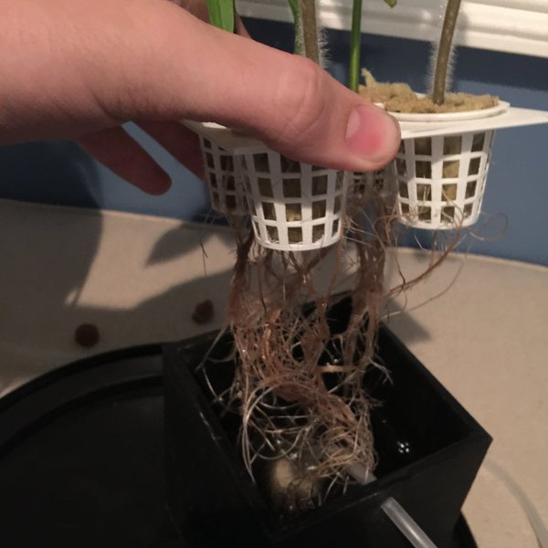 Figuring Out Hydroponics | Hackaday.io