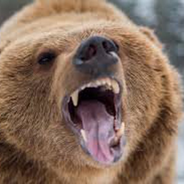 b0nsaibear