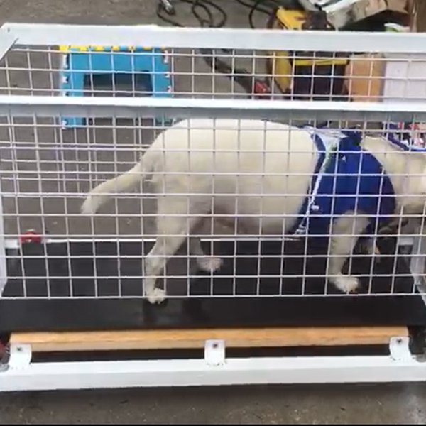 Treadmill for dogs Hackaday.io