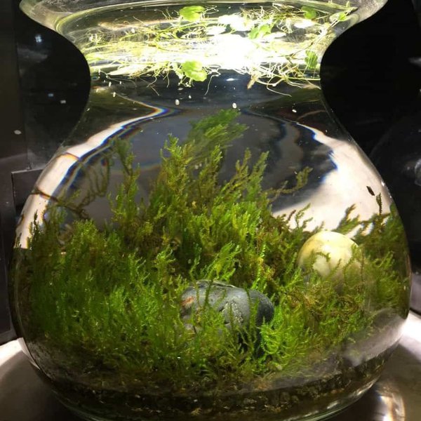 seaweed terrarium battery mug warmer Hackaday.io