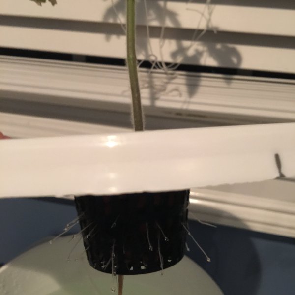 Figuring Out Hydroponics | Hackaday.io