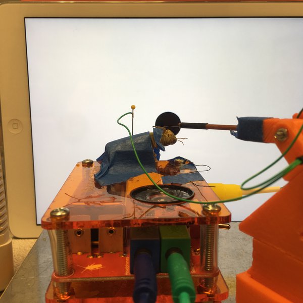 Neuroscience of Grasshopper Jumps | Hackaday.io
