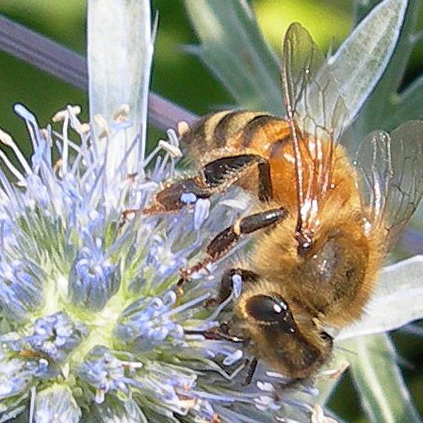 Honey-bee agent simulation making swarm decisions. | Hackaday.io