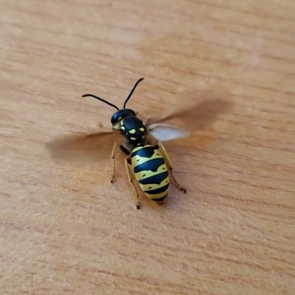 martin-vizdakcyrex-steelborg