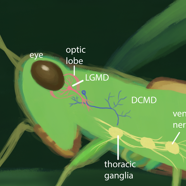 Neuroscience of Grasshopper Jumps | Hackaday.io